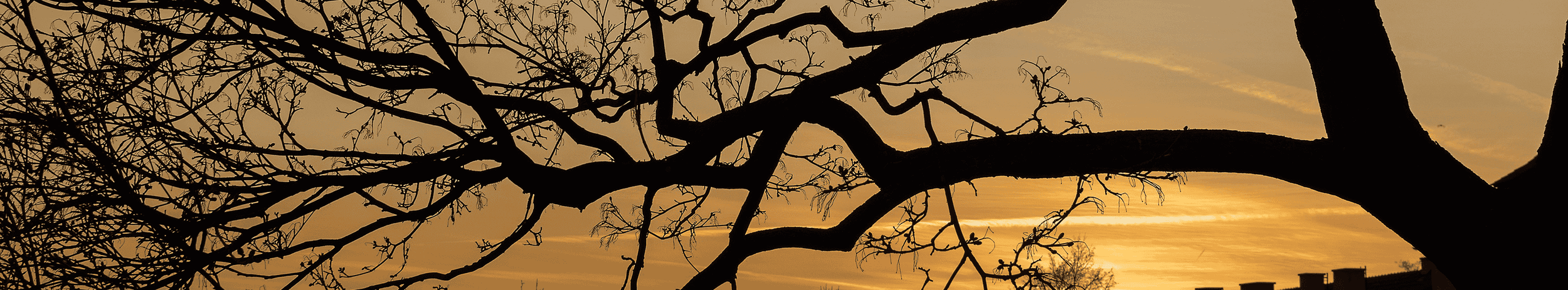 Tree silhouette representing network structures